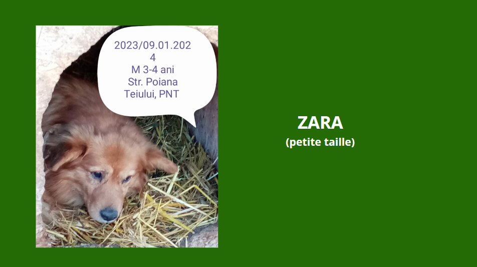 février 2024 : les loulous(te)s de petite taille en urgence Zara12