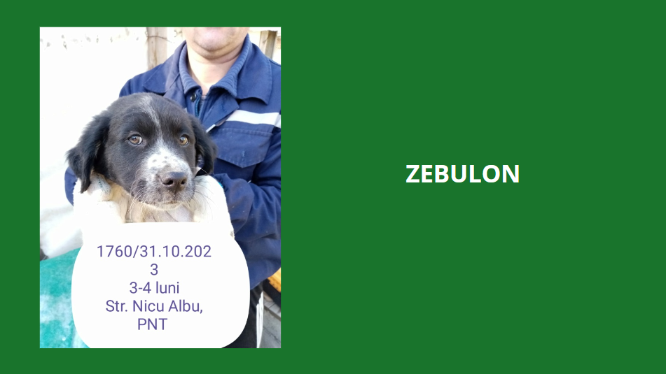 décembre 2023 : des chiots et de très jeunes loulou(te)s en urgence euthanasie - Page 3 Zebulo10