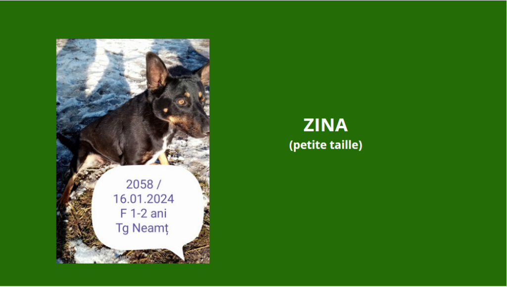 décembre 2023 : des chiots et de très jeunes loulou(te)s en urgence euthanasie - Page 7 Zina10