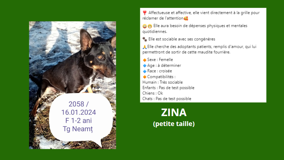 février 2024 : les loulous(te)s de petite taille en urgence Zina15