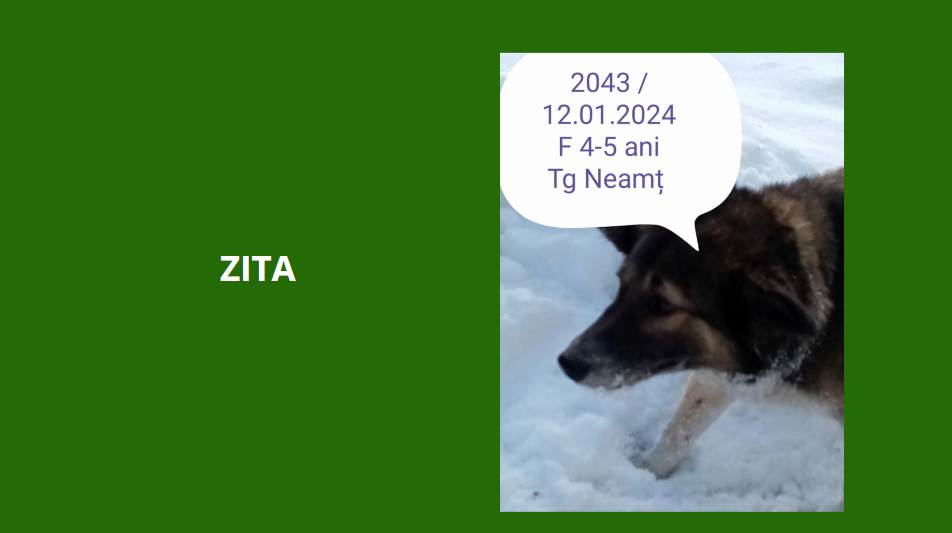 décembre 2023 : Des loulous de plus de 5 ans, et des papys et mamies en urgence euthanasie - Page 2 Zita10