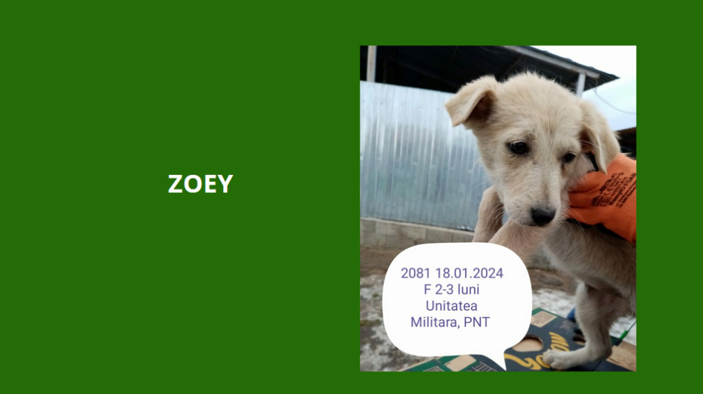 décembre 2023 : des chiots et de très jeunes loulou(te)s en urgence euthanasie - Page 7 Zoey10