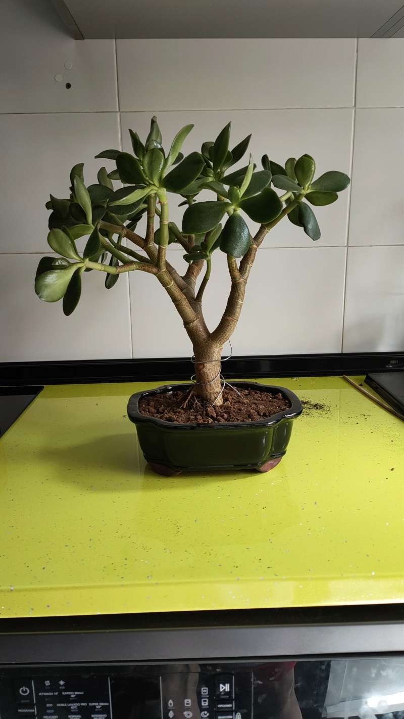 Ilusión por el bonsai Img20210