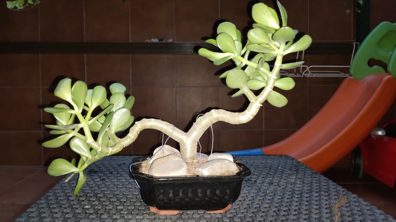Ilusión por el bonsai Img20211