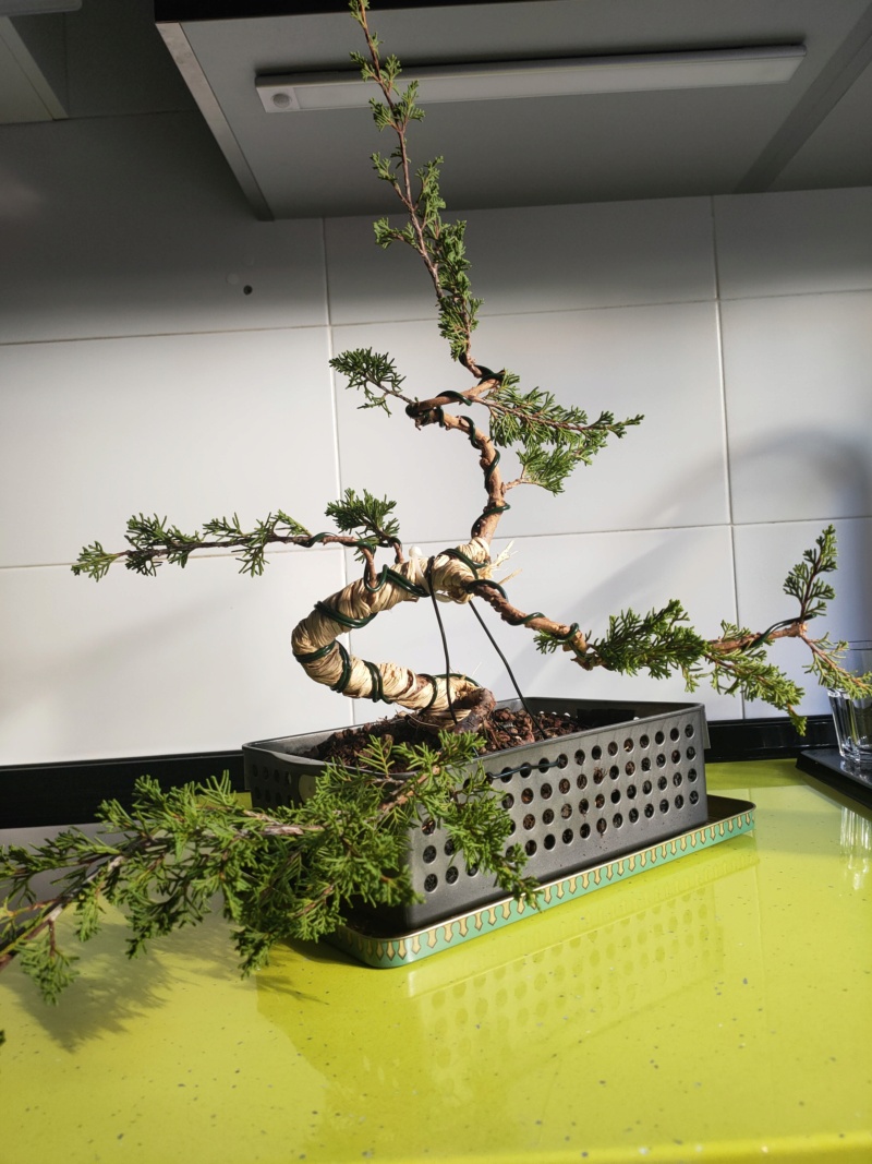 Ilusión por el bonsai Img20212