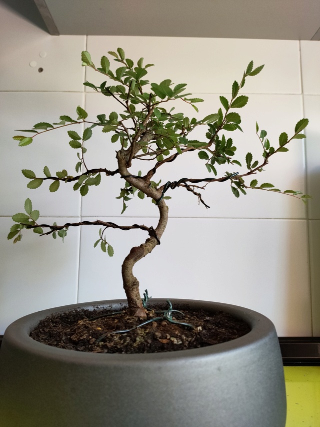 Ilusión por el bonsai Img20214
