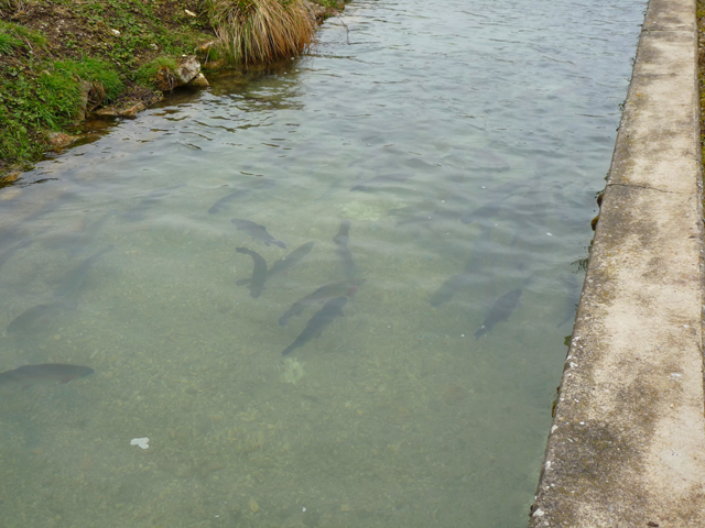 Journée pêche à la truite et plus ... Truite40