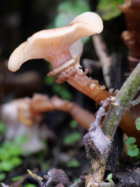 Champignons d'automne. Champi18