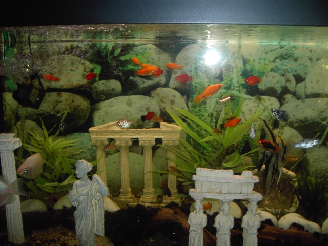 [vend]aquarium 500 littres+poissons Poisso13
