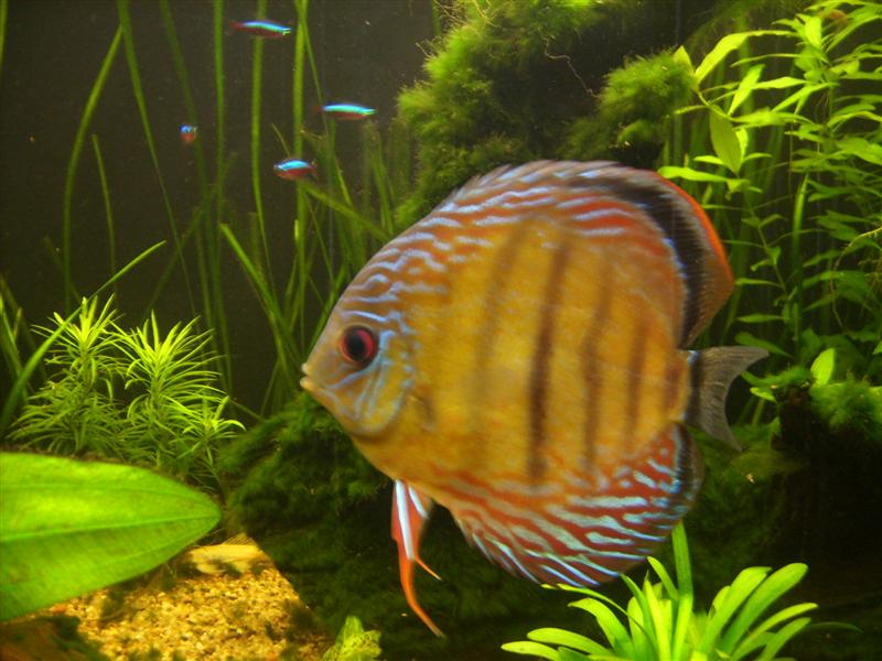 mes discus sauvages Dsci0215