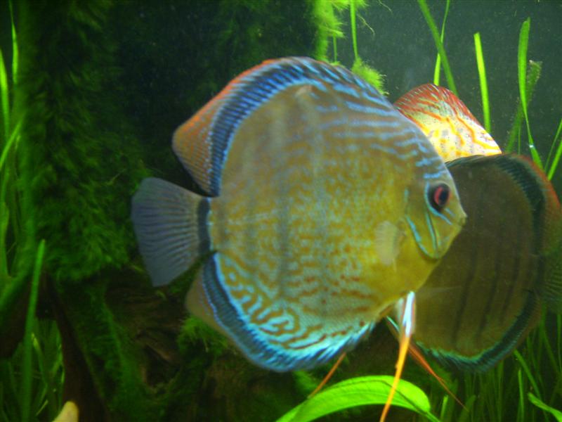 mes discus sauvages Dsci0310
