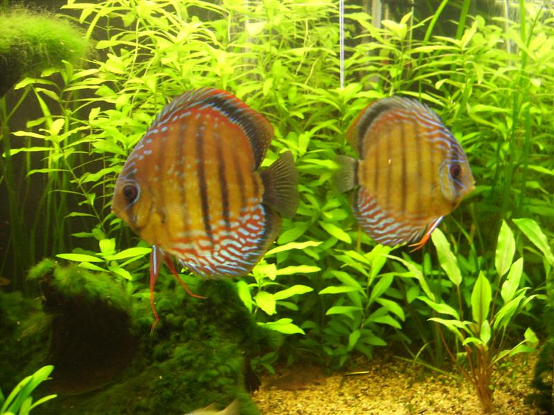 mes discus sauvages Dsci0314