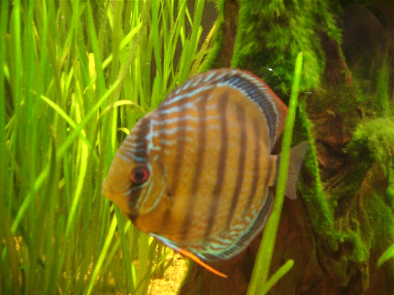 mes discus sauvages Dsci0316