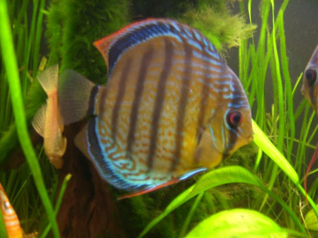 mes discus sauvages Dsci0325