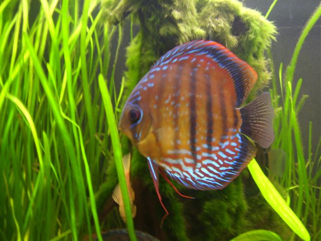 repro discus sauvages Dsci0330