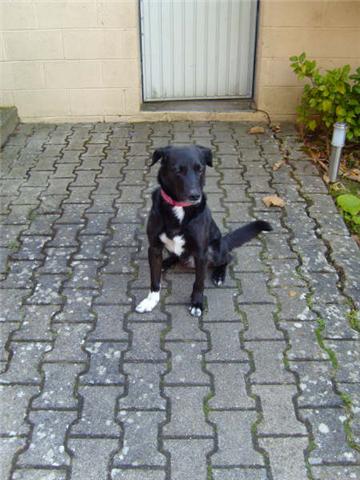 Pako croisé Labrador noir mâle 6 ans et 8 mois (Belgique) Pako_n16