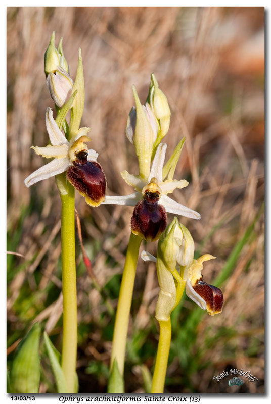 Ophrys exaltata arachnitiformis ( O. en forme d'araignée ) 21-com10