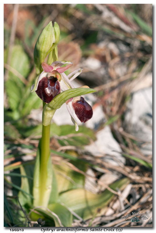 Ophrys exaltata arachnitiformis ( O. en forme d'araignée ) 23_mg_11