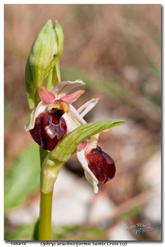 Ophrys exaltata arachnitiformis ( O. en forme d'araignée ) 24-com10