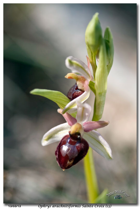 Ophrys exaltata arachnitiformis ( O. en forme d'araignée ) 25_mg_11