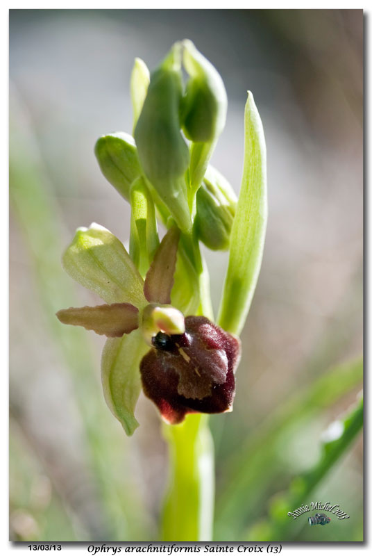 Ophrys exaltata arachnitiformis ( O. en forme d'araignée ) 26_mg_11