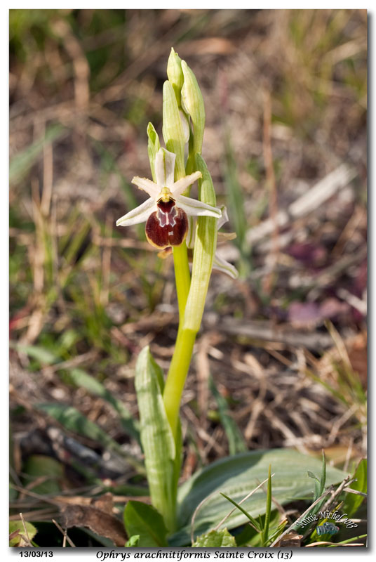 Ophrys exaltata arachnitiformis ( O. en forme d'araignée ) 30_mg_10
