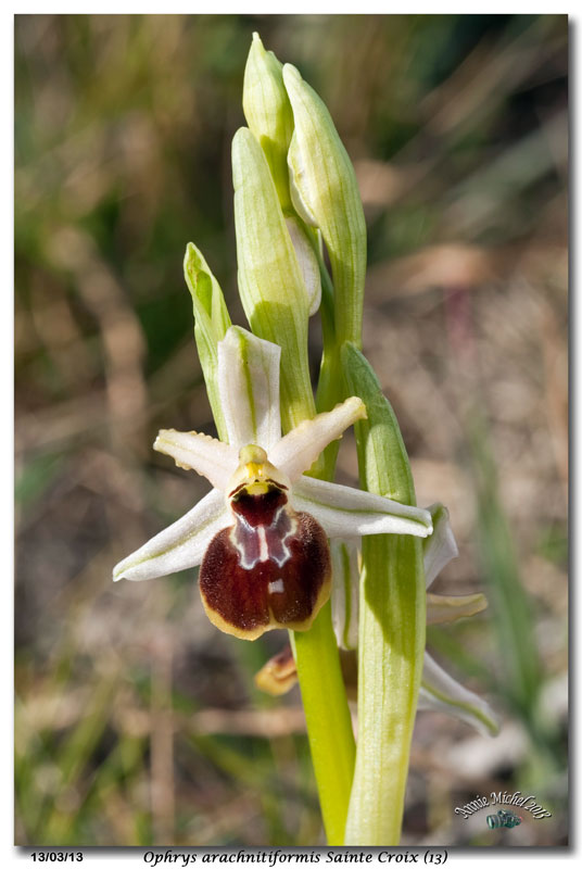 Ophrys exaltata arachnitiformis ( O. en forme d'araignée ) 31_mg_10