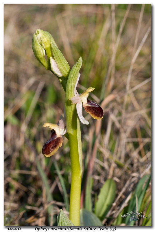 Ophrys exaltata arachnitiformis ( O. en forme d'araignée ) 32_mg_10