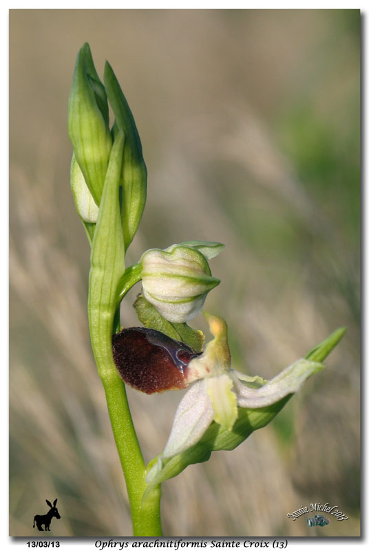 Ophrys exaltata arachnitiformis ( O. en forme d'araignée ) 34-img10