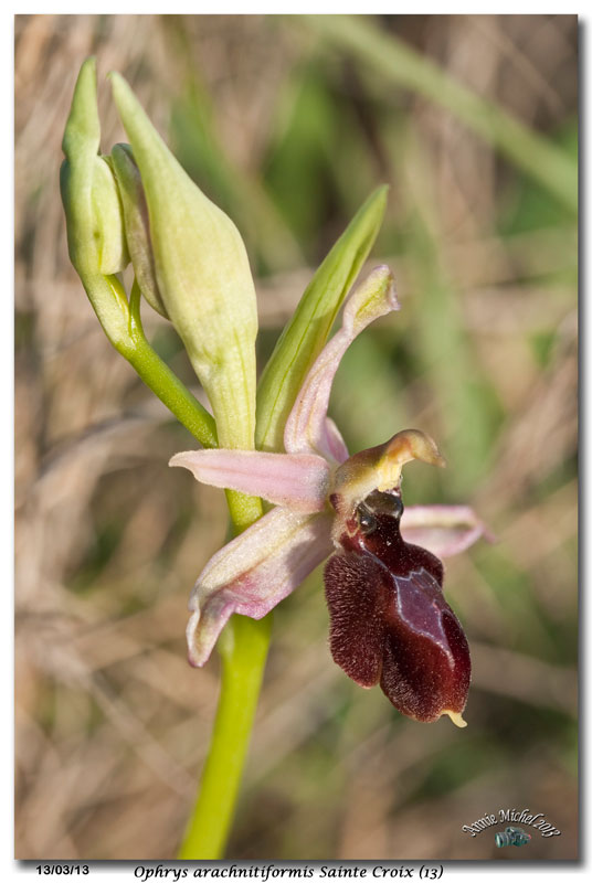 Ophrys exaltata arachnitiformis ( O. en forme d'araignée ) 35_mg_10