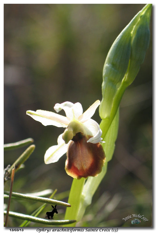 Ophrys exaltata arachnitiformis ( O. en forme d'araignée ) 36-img10