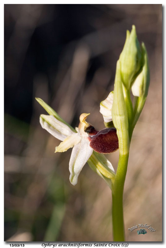 Ophrys exaltata arachnitiformis ( O. en forme d'araignée ) 37_mg_10