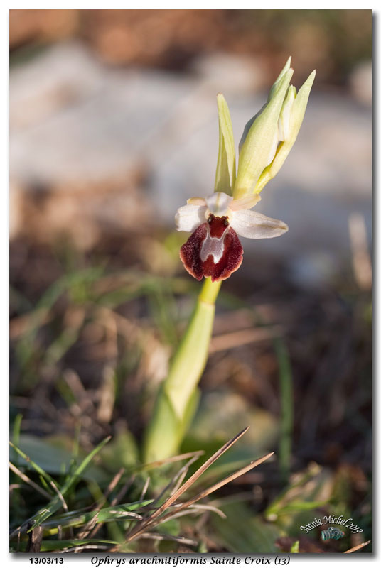 Ophrys exaltata arachnitiformis ( O. en forme d'araignée ) 38_mg_10