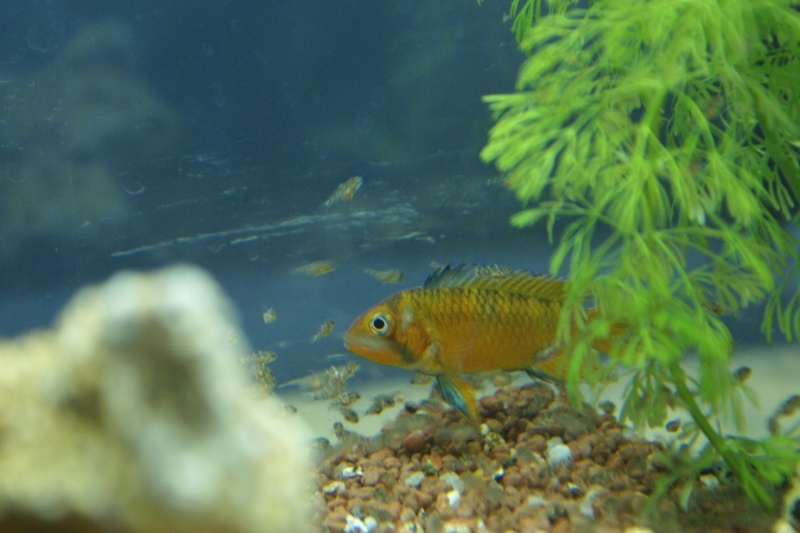 apisto hyppolitae Dsc02826