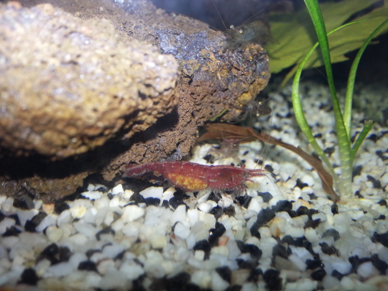 Néocaridina Davidi 20130218