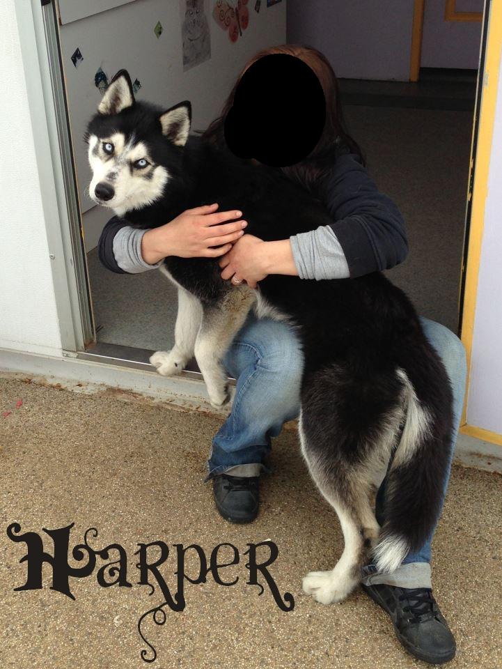 HARPER husky (m) Né le 05.03.2012  REF:72 ADOPTE 56364211