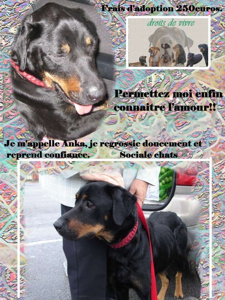 Un adoptant ou FA pour ANKA rott de 3 ans a peine et cadavérique. Anka_a10