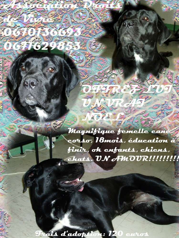 **DONS et ADOPTIONS / FA DROITS DE VIVRE ** Cidie_11