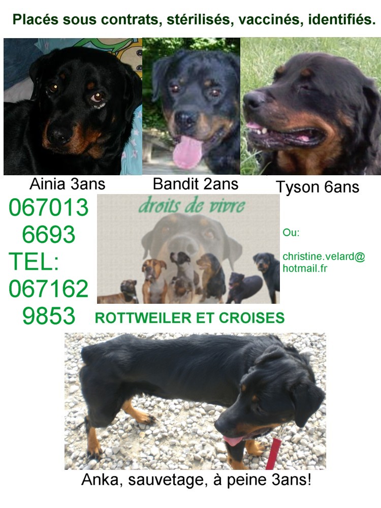 CHIENS DROITS DE VIVRE....ROTT STAFF ET AUTRES....1 urgence Planch15