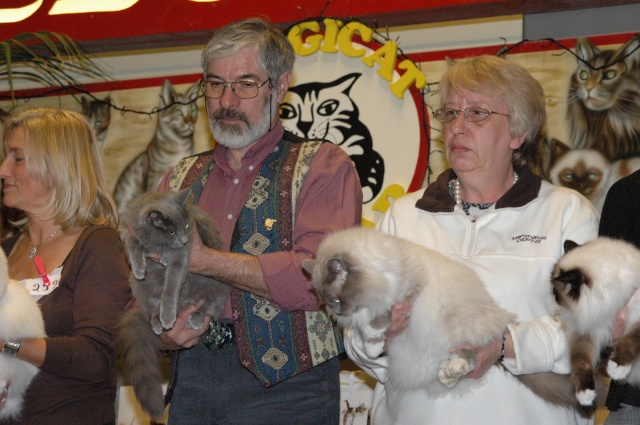 Cat Show de Gent Dsc_1610