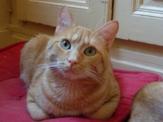 Roméo, magnifique chat roux d'un an (adopté) Dscn0810