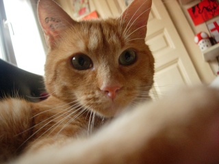 Roméo, magnifique chat roux d'un an (adopté) Dscn0812