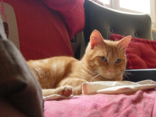 Roméo, magnifique chat roux d'un an (adopté) Dscn0814