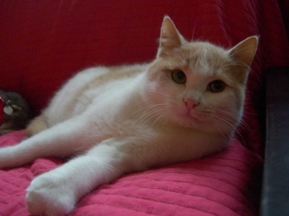 Luigi, beau petit mâle blanc et beige de 6 mois (en oct 2008) Dscn1310
