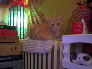 Roméo, magnifique chat roux d'un an (adopté) Dscn1511