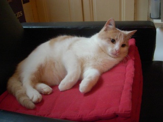 Luigi, beau petit mâle blanc et beige de 6 mois (en oct 2008) Dscn1512