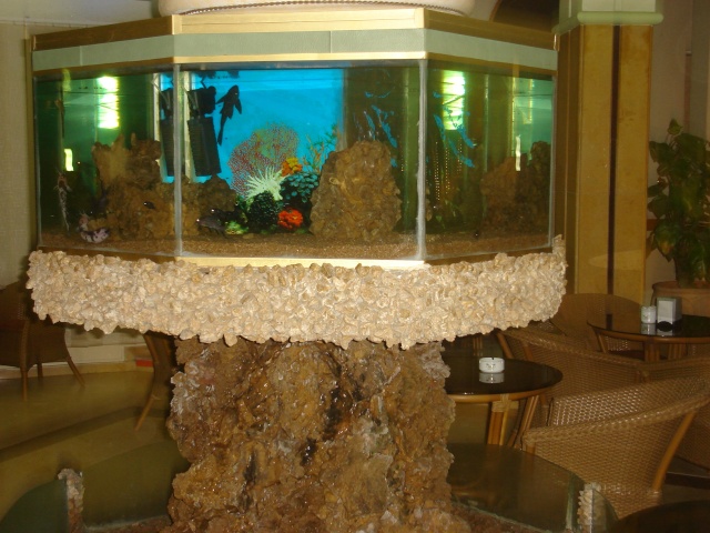 aquarium du cafe arena tanger Dsc00310