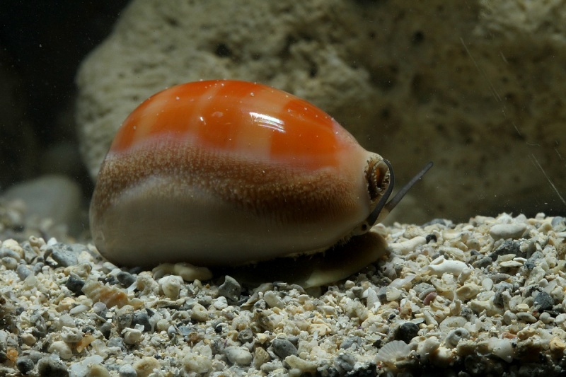 Lyncina carneola - (Linnaeus, 1758) - Live Carneo11