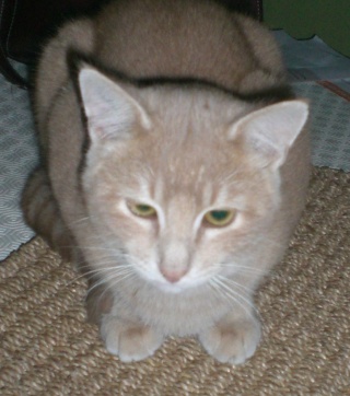 Rosso, jeune chat beige & roux, né vers le 2.04.08 Cimg0416