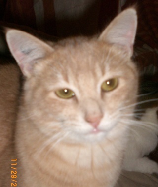 Rosso, jeune chat beige & roux, né vers le 2.04.08 Cimg0427